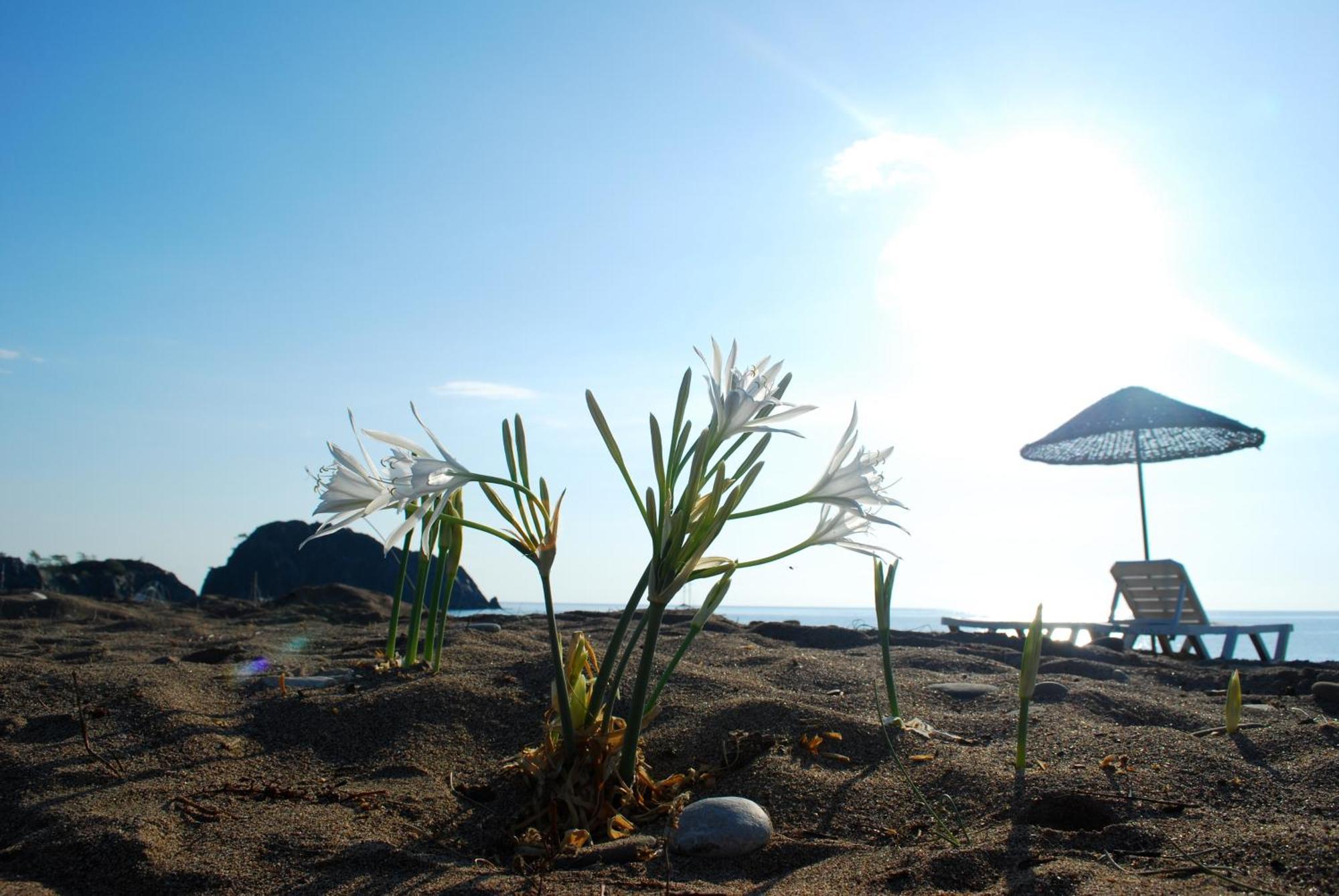 Ugur Pansiyon Bungalows Cirali Exterior foto