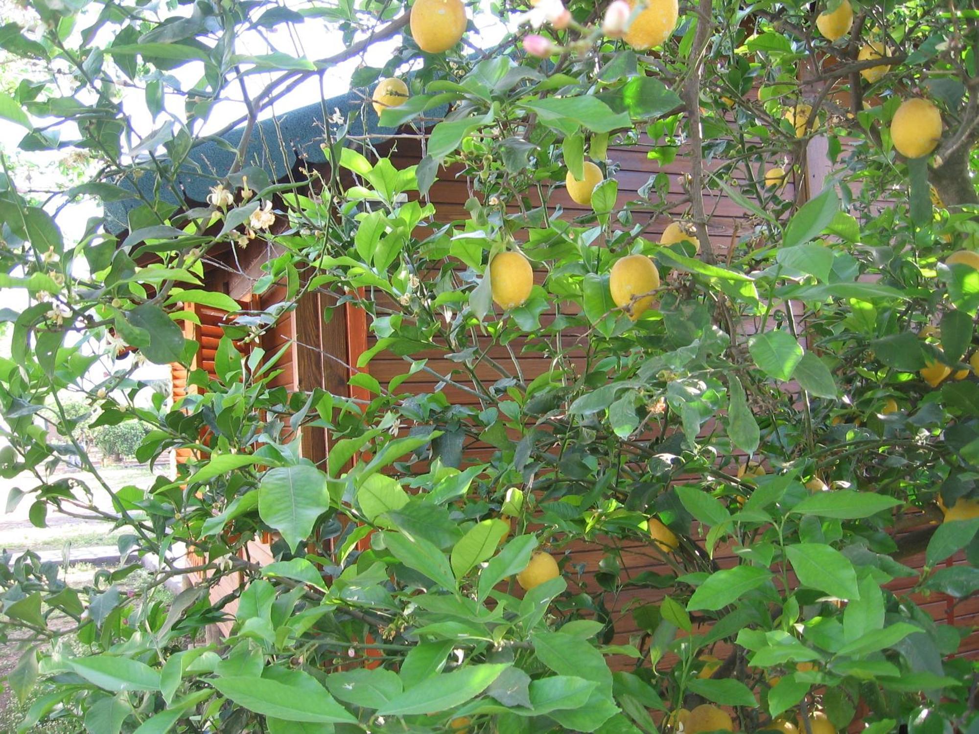 Ugur Pansiyon Bungalows Cirali Exterior foto